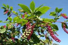 pokeweed