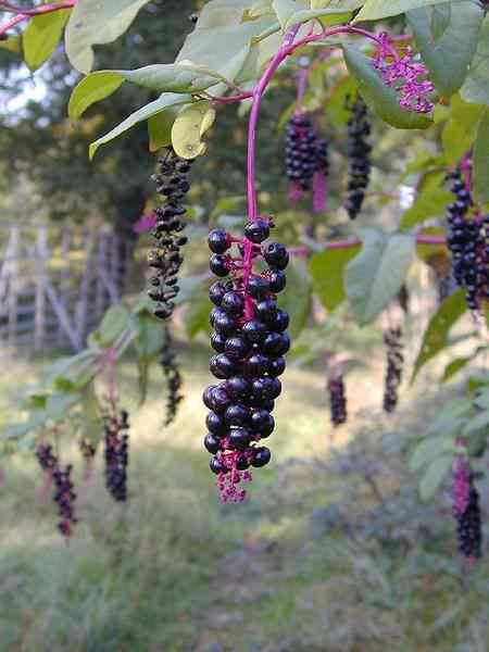 pokeweed