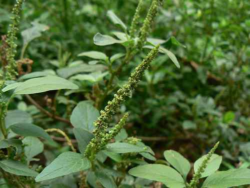 Amaranth spinosa