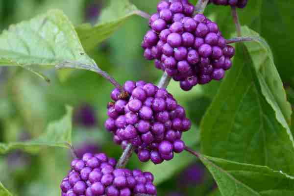 beauty berry natural mosquito repellent
