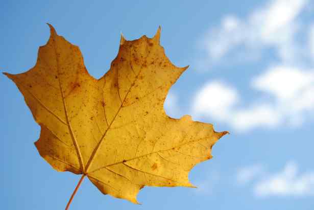 black maple leaf