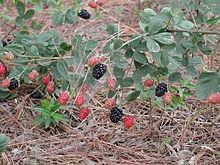 wild blackberries