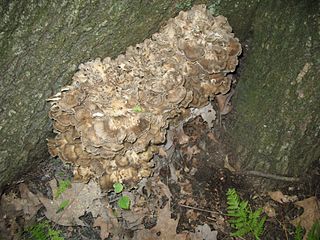 the hen of the woods