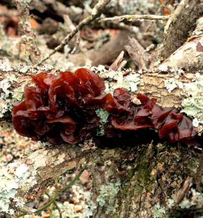 Jelly Roll Fungus