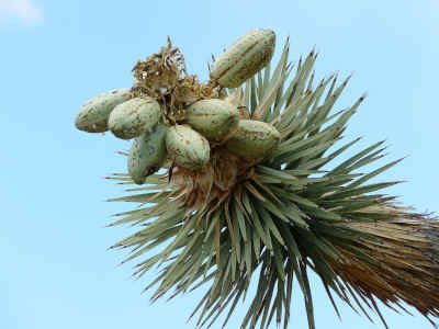 yucca fruit