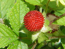 mock strawberry