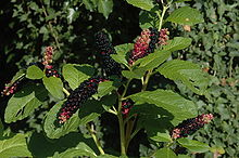 pokeweed