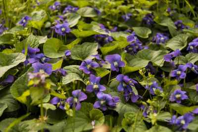 wild violets