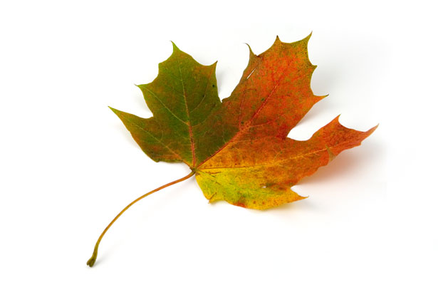 sugar maple leaf