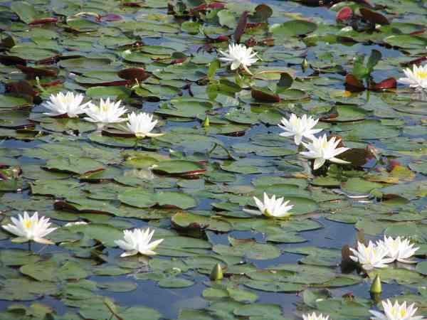 water lilies