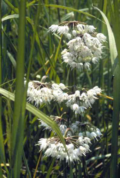 wild onion seed head