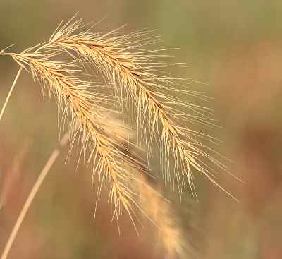 wild Wheat
