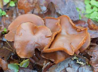 wood ear mushroom