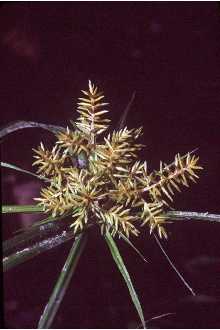 yellow nutsedge