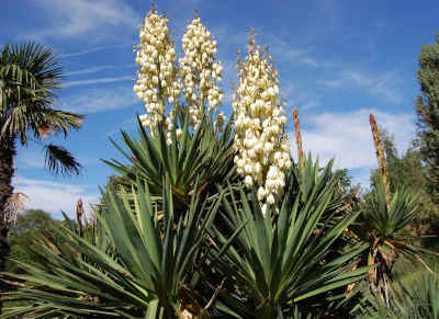 edible yucca
