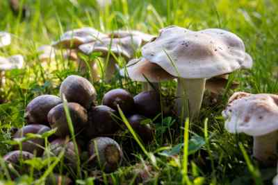 wild edibles wild edible plants
