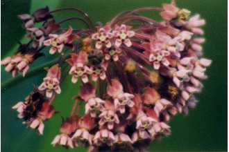 Milkweed flowers