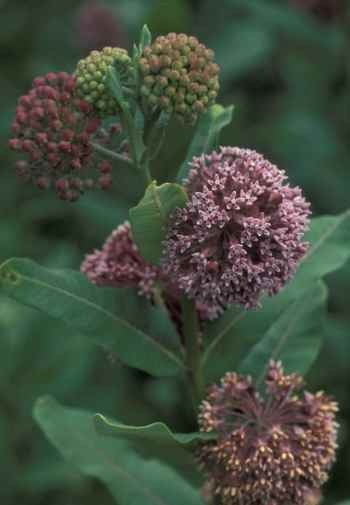 Milkweed