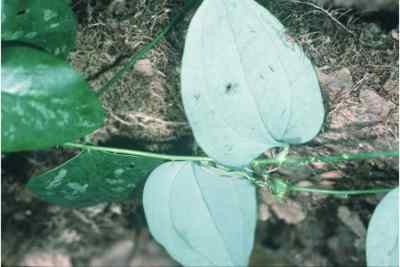 Smilax Greenbrier Blatt