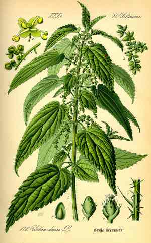 Stinging Nettle