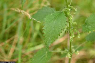 stinging nettle