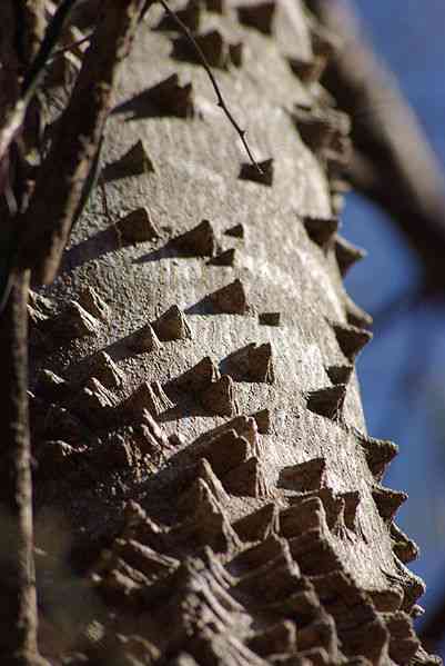 toothache tree