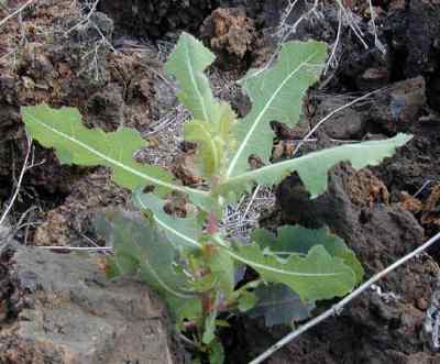 Lechuga Silvestre