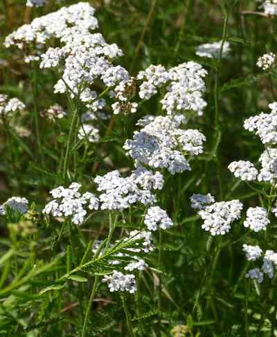 yarrow photo