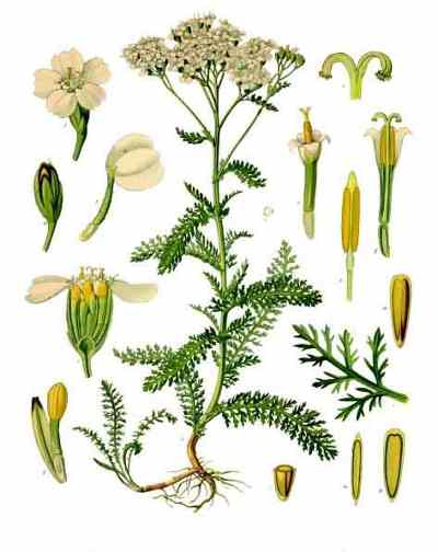 common yarrow