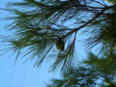 pine branch filter