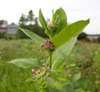 Is Milkweed A Wild Edible Plant?