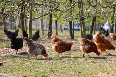 Healthy Chickens