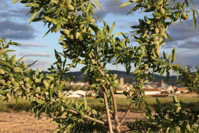 Almendras