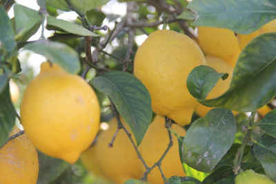 Limones