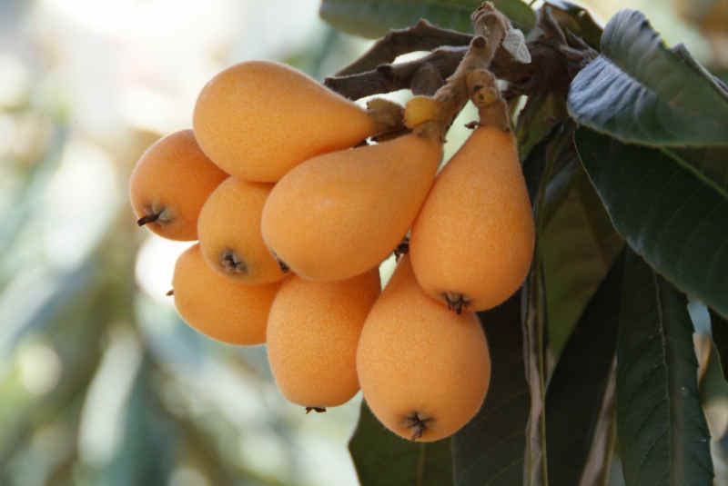 Árbol de frutas loquat