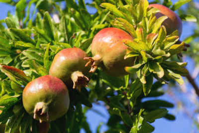 pomegranates