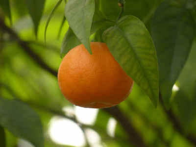 fruta satsuma