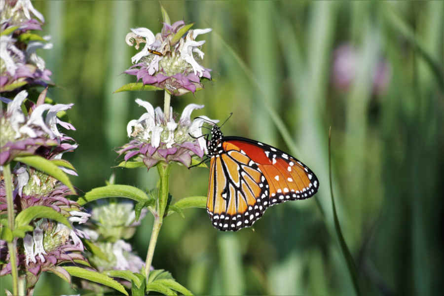 Medicinal Bee Balm