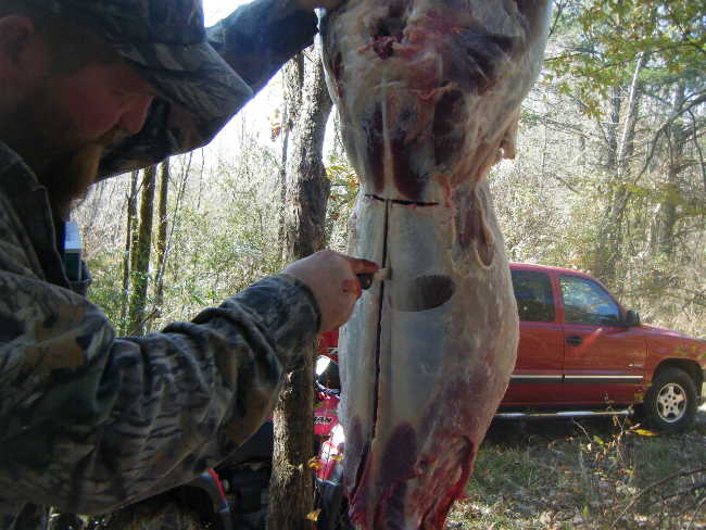 backstrap