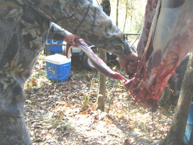 backstrap