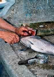 limpieza de peces