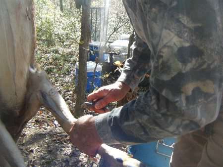 deer skinning