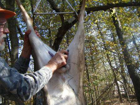 deer skinning