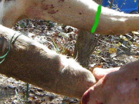 deer skinning