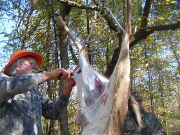 skinning a deer