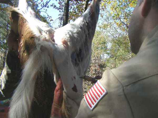 skinning a deer