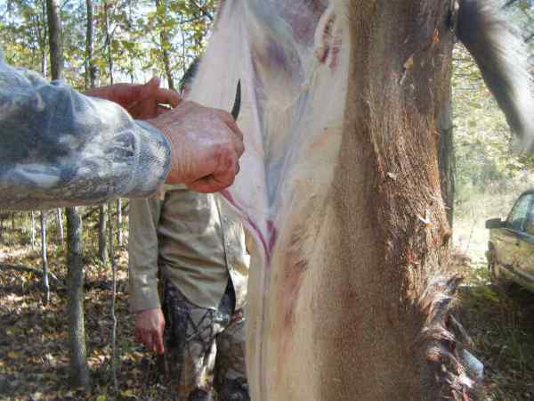 skinning a deer