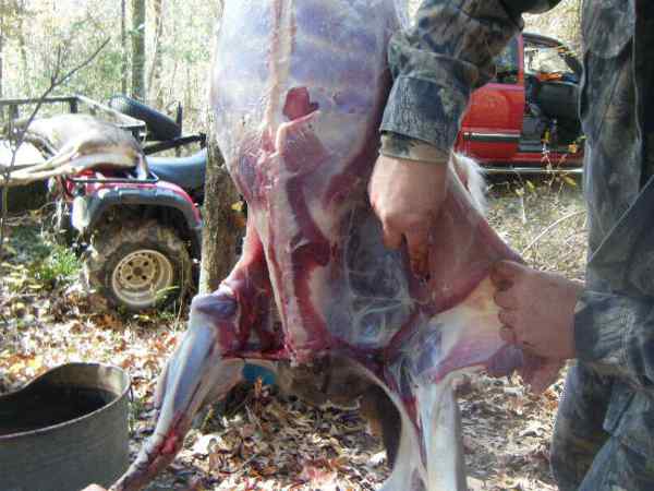 skinning a deer