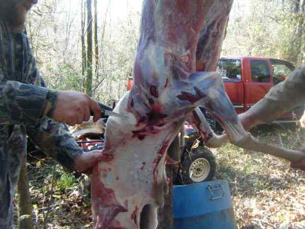 skinning a deer